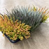 CALLUNA 12 CM MIX ZOE FLUFFY ZALINA VECKANS